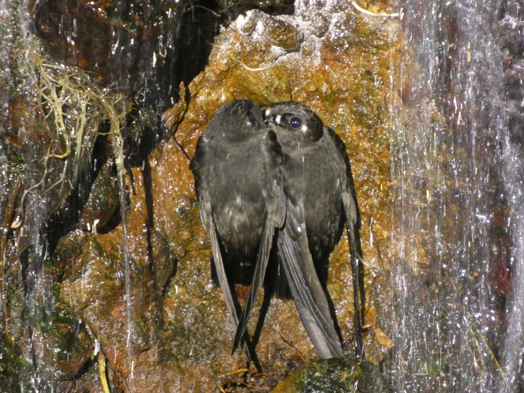 Spot-fronted Swift