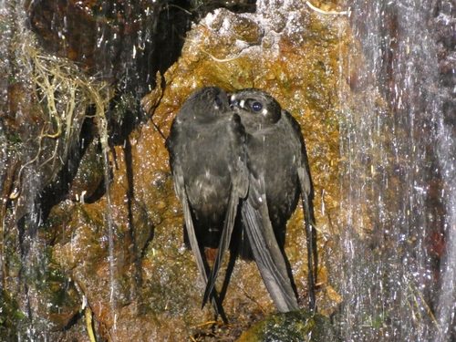 Spot-fronted Swift (Cypseloides cherriei), photo 8