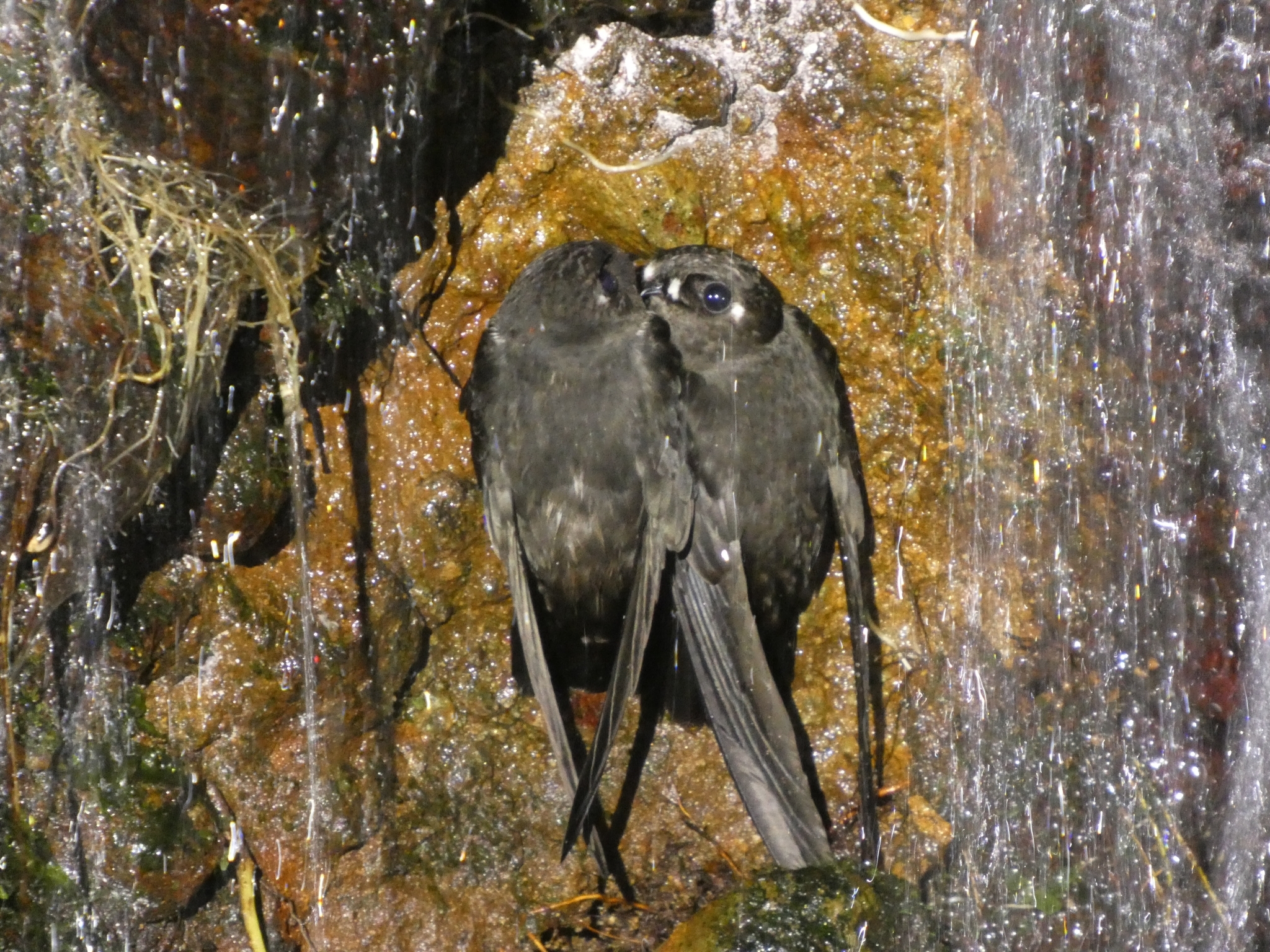 Spot-fronted Swift (Cypseloides cherriei), photo 3