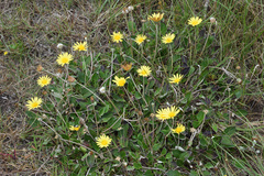 Haplocarpha lyrata