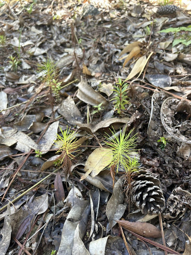 Pinus caribaea - Whole tree