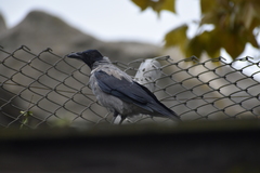 Corvus cornix