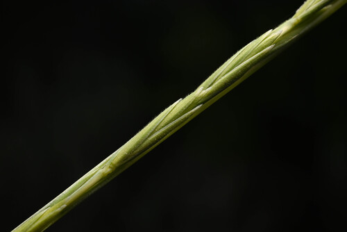 thickspike wheatgrass (Elymus lanceolatus)