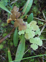 Sceptridium multifidum