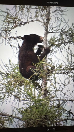 American Black Bear photographed in New Hampshire
