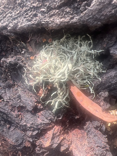 iNaturalist observation photo of bushy lichens