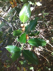 Ilex aquifolium
