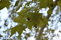 Platanus × hispanica