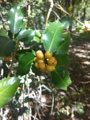 Ilex aquifolium
