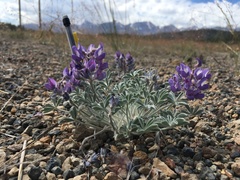 Lupinus duranii