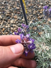 Lupinus duranii