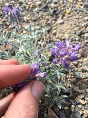 Lupinus duranii