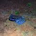 Weber's Wrinkled Ground Frog - Photo (c) Michael Pennay, some rights reserved (CC BY-NC-ND), uploaded by Michael Pennay