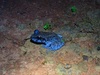 Weber's Wrinkled Ground Frog - Photo (c) Michael Pennay, some rights reserved (CC BY-NC-ND), uploaded by Michael Pennay