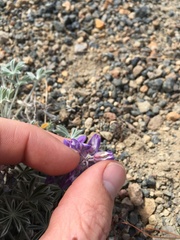 Lupinus duranii
