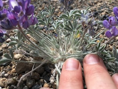 Lupinus duranii