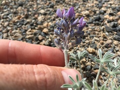 Lupinus duranii