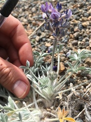 Lupinus duranii
