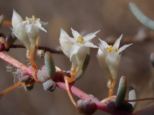 Salt Marsh Dodder