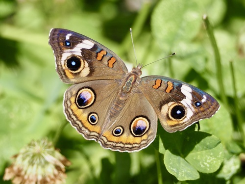 Common buckeye