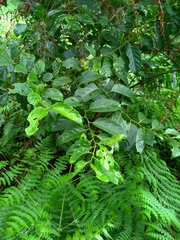 Casearia membranacea