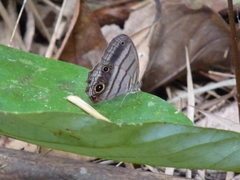 Magneuptychia harpyia