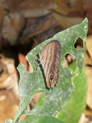 Magneuptychia harpyia