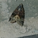 Noctuoidea