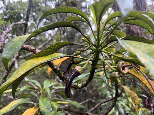Pele Clermontia (Clermontia peleana)