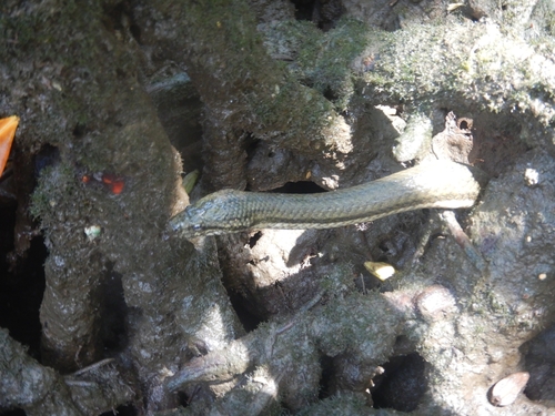 Mocquard's Swamp Snake