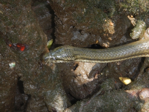 Photo of a Mocquard's Swamp Snake (Tretanorhinus mocquardi)