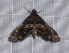 Usingeriessa