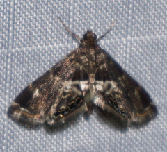 Usingeriessa