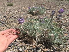 Lupinus duranii