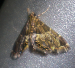Usingeriessa