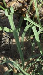 Convolvulus sagittatus