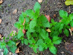 Urtica urens