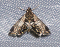 Usingeriessa