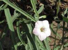 Convolvulus sagittatus