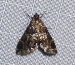 Usingeriessa