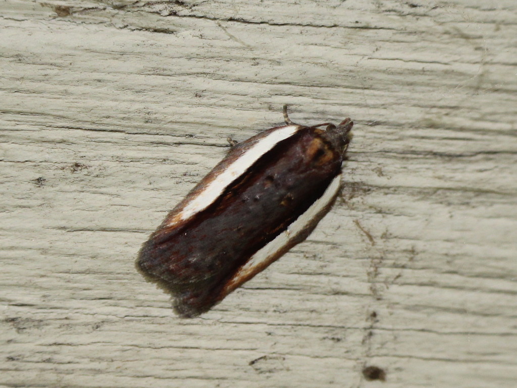 Acleris celiana