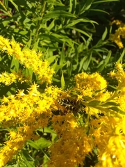 Megacyllene robiniae