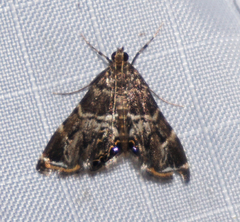 Usingeriessa