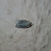 Noctuoidea