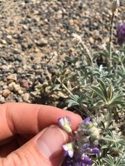 Lupinus duranii