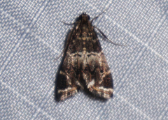 Usingeriessa