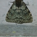 Lymantriinae