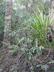 Corokia buddleioides buddleioides