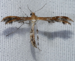 Dejongia californicus