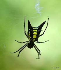 Micrathena pichincha